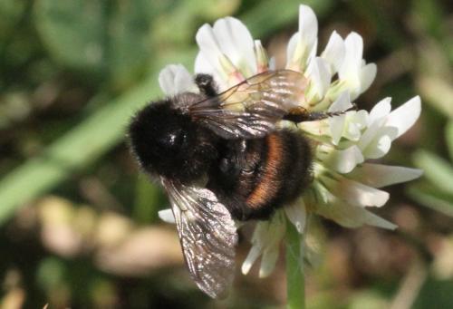 Bombus humilis